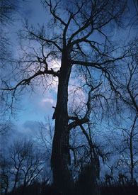 ��Ѫ�����ճ�����